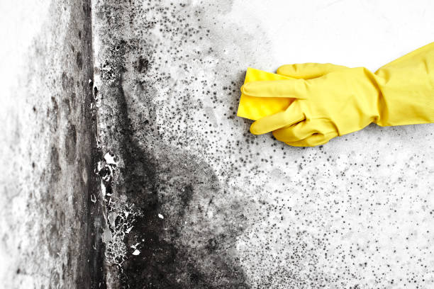 Best Toxic Mold Removal  in Indian Harbour Beach, FL