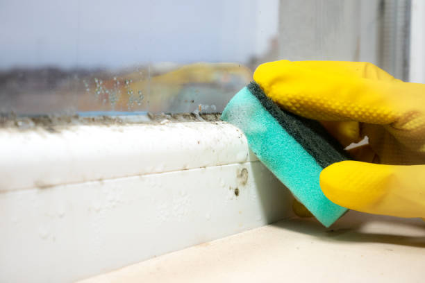 Best Crawl Space Mold Removal  in Indian Harbour Beach, FL