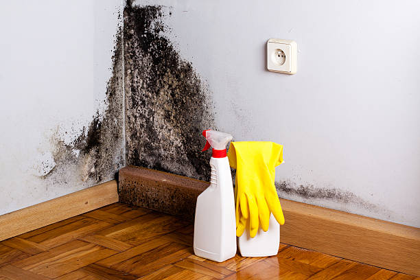 Home Mold Removal in Indian Harbour Beach, FL